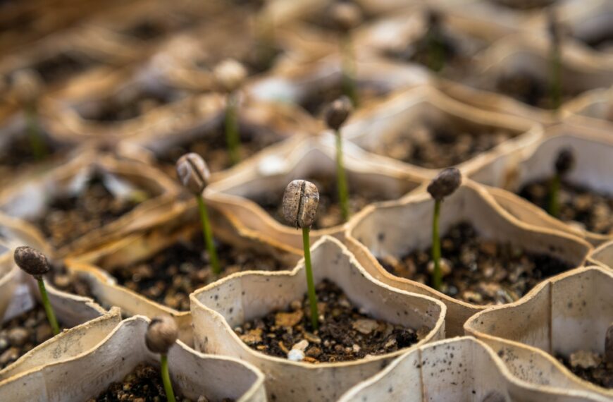 row of bean sprout