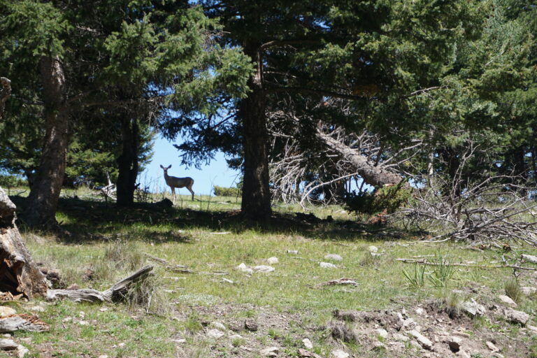 Day 36: Abiquiu to dispersed campsite