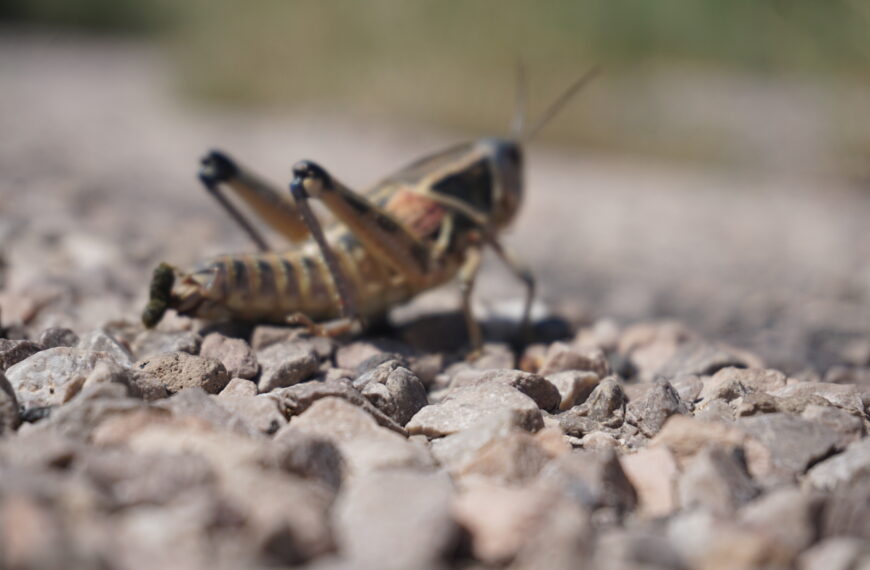 Day 38: Chaco Trading Post to Joe Skeen campground